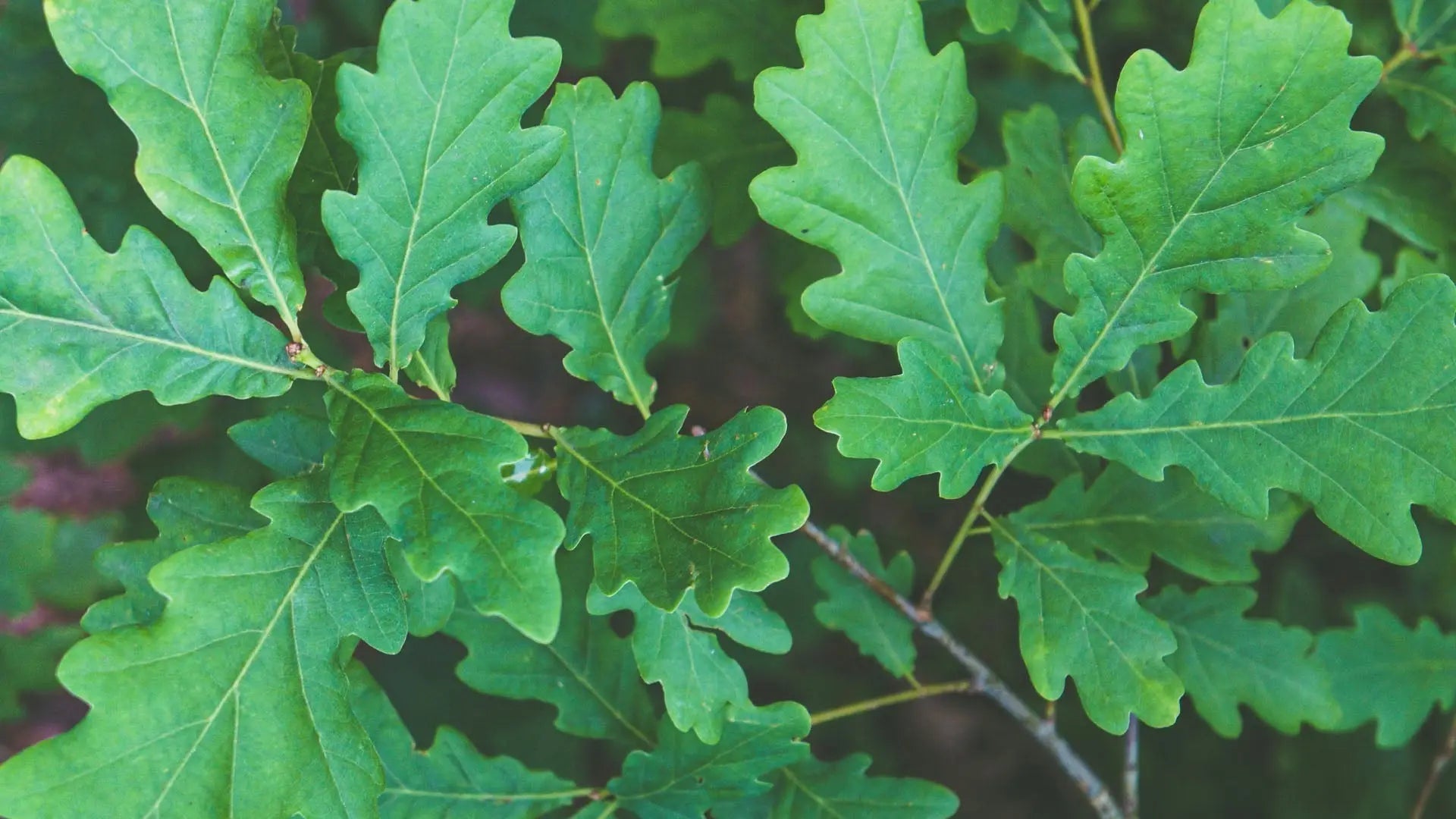 Lush green oak leaves on a branch for forest clothing and earn points at Customer Hub