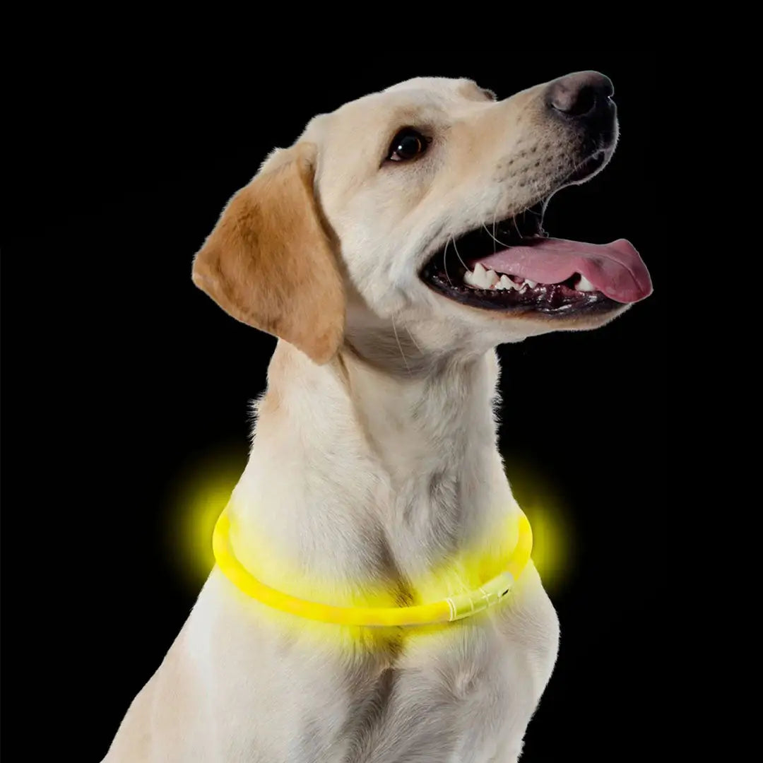 Ancol Collar Flashing LED rechargeable USB yellow glow-in-the-dark dog collar