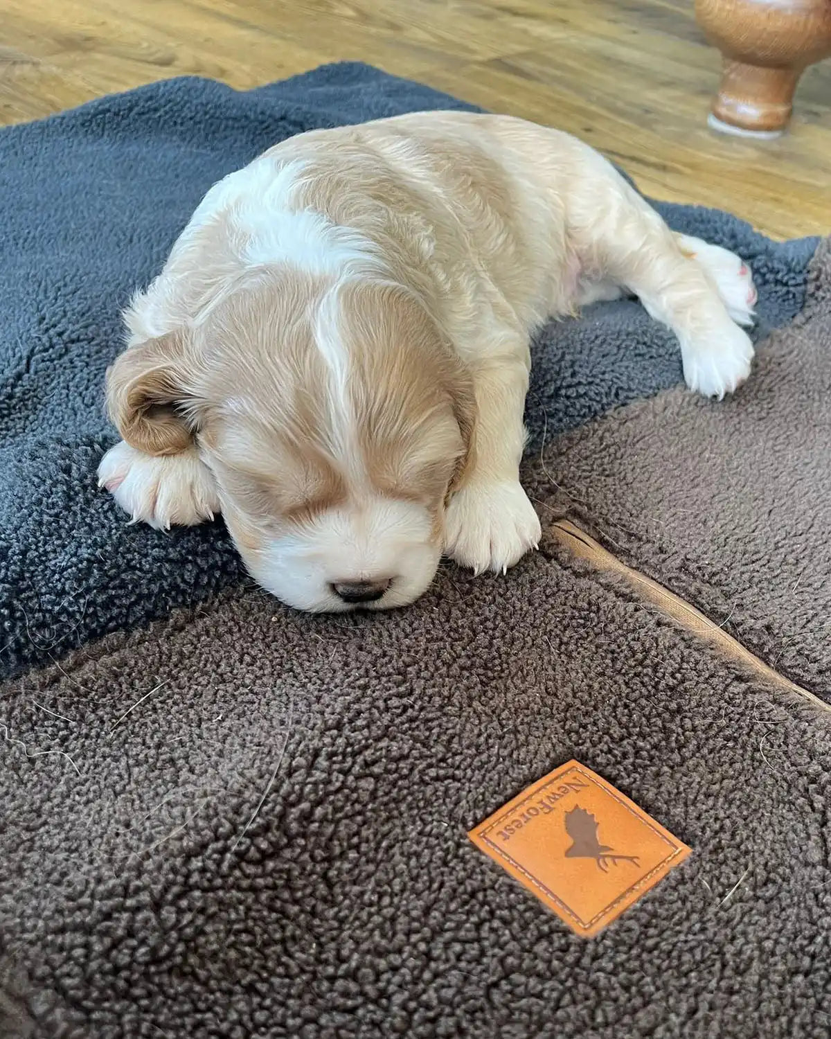 A sleeping cream and tan puppy.