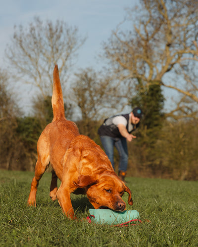 New Forest Dog Training Vest II