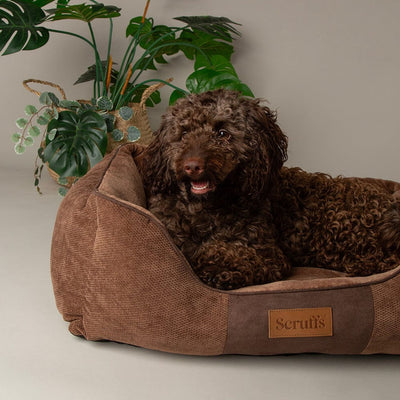 Scruffs Chester Box Bed
