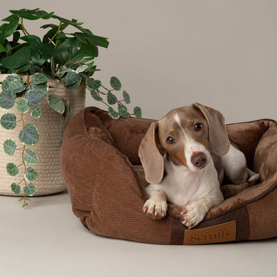 Scruffs Chester Box Bed
