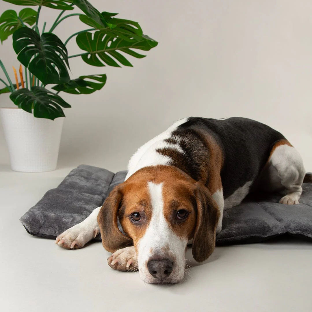 Scruffs Expedition Roll Up Travel Pet Bed