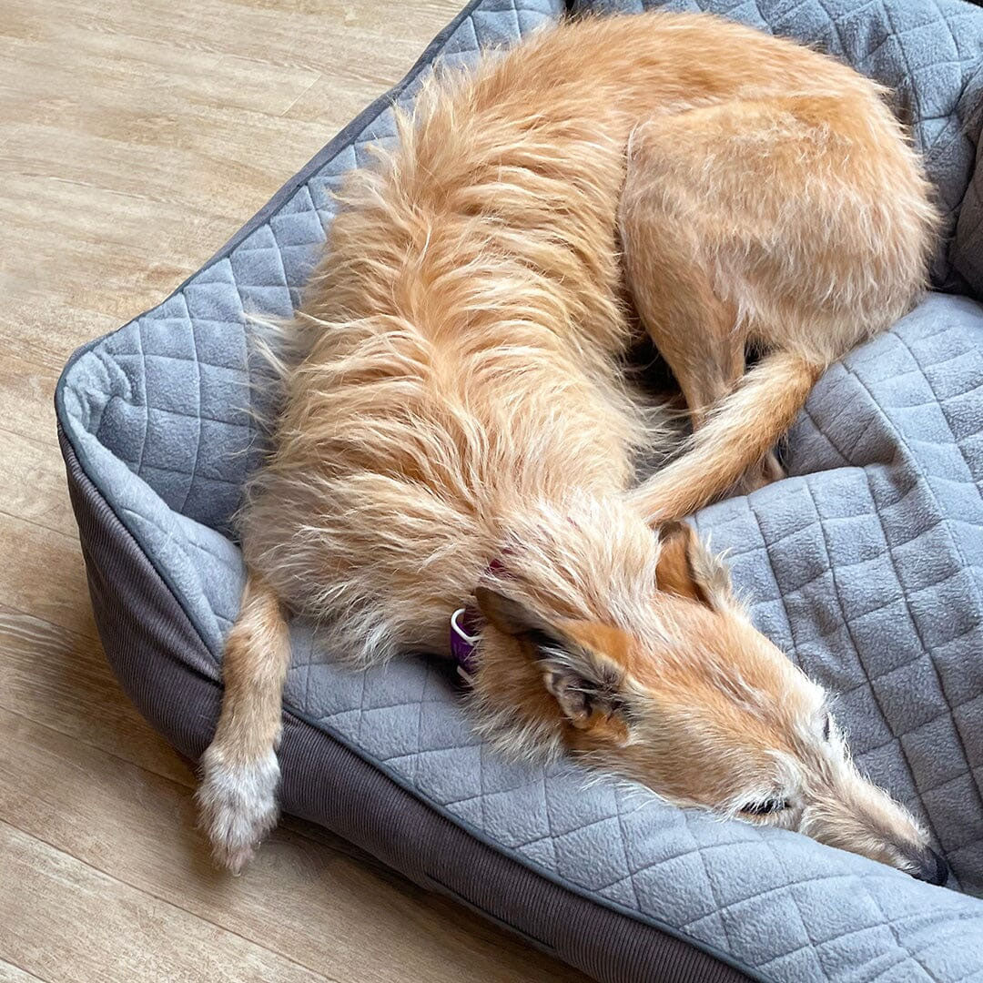 Scruffs Thermal Box Bed