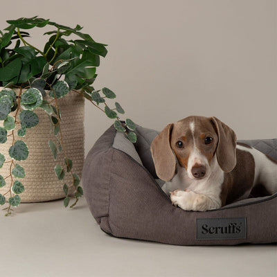 Scruffs Thermal Box Bed