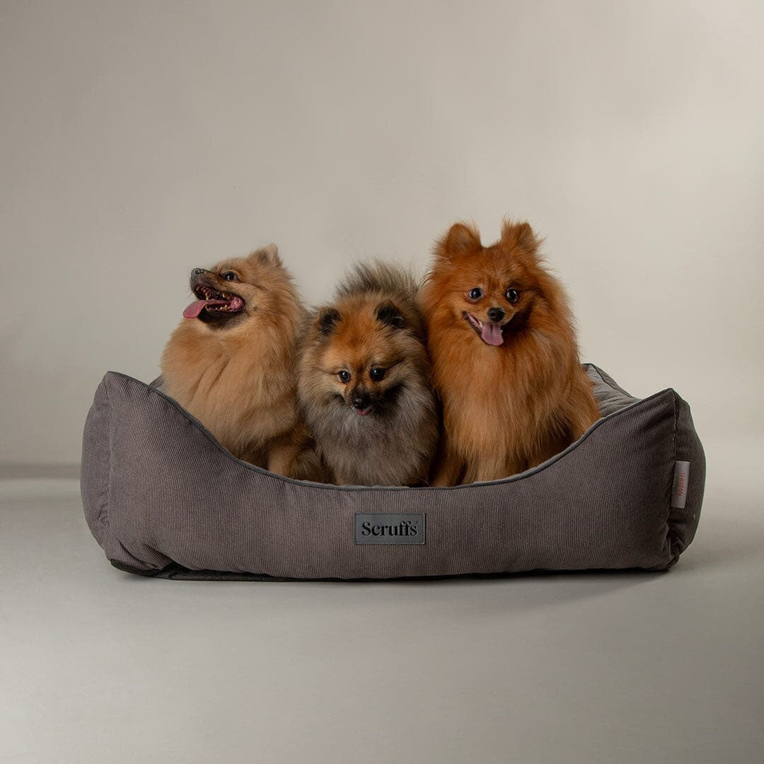 Scruffs Thermal Box Bed