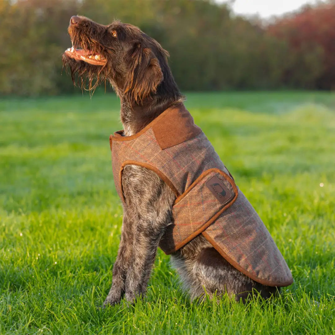 Leather dog coat online
