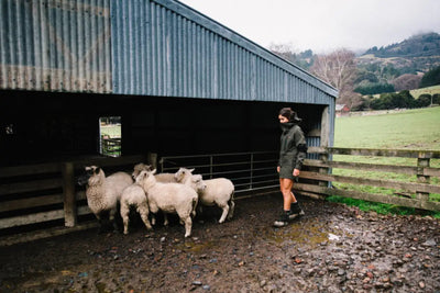 Sheep in muddy pen wearing Bushbuck Defender Waterproof Jacket for country hunting gear