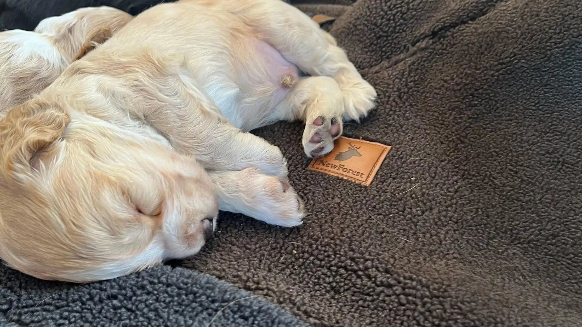 Cream-colored puppy sleeping on a dark, plush blanket.