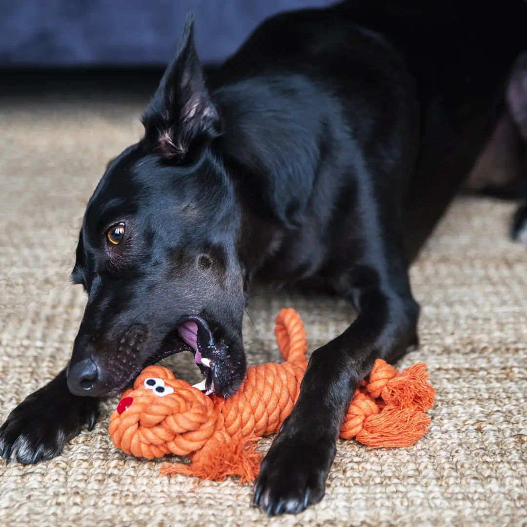 Dog rope toys uk online