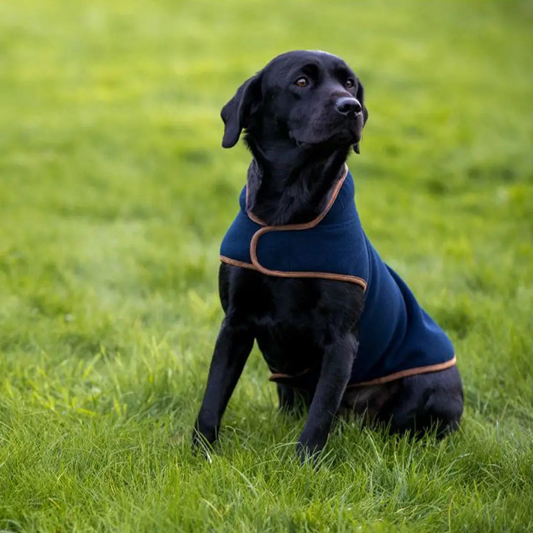 Black labrador coat online