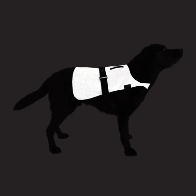 Proviz Explorer reflective dog vest on pup with white fabric and black straps