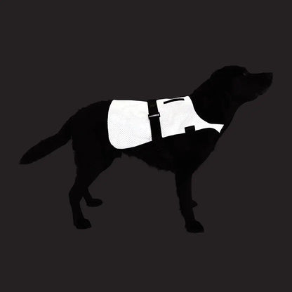 Proviz Explorer reflective dog vest on pup with white fabric and black straps