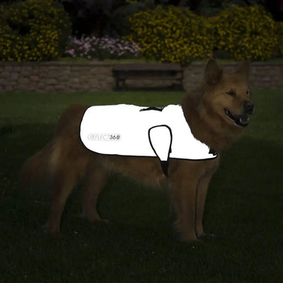 Reflect360 waterproof dog jacket in white with black trim