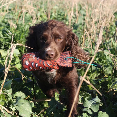 Brown Spaniel dog grips a red and blue Sporting Saint Flight Dummy toy in its mouth