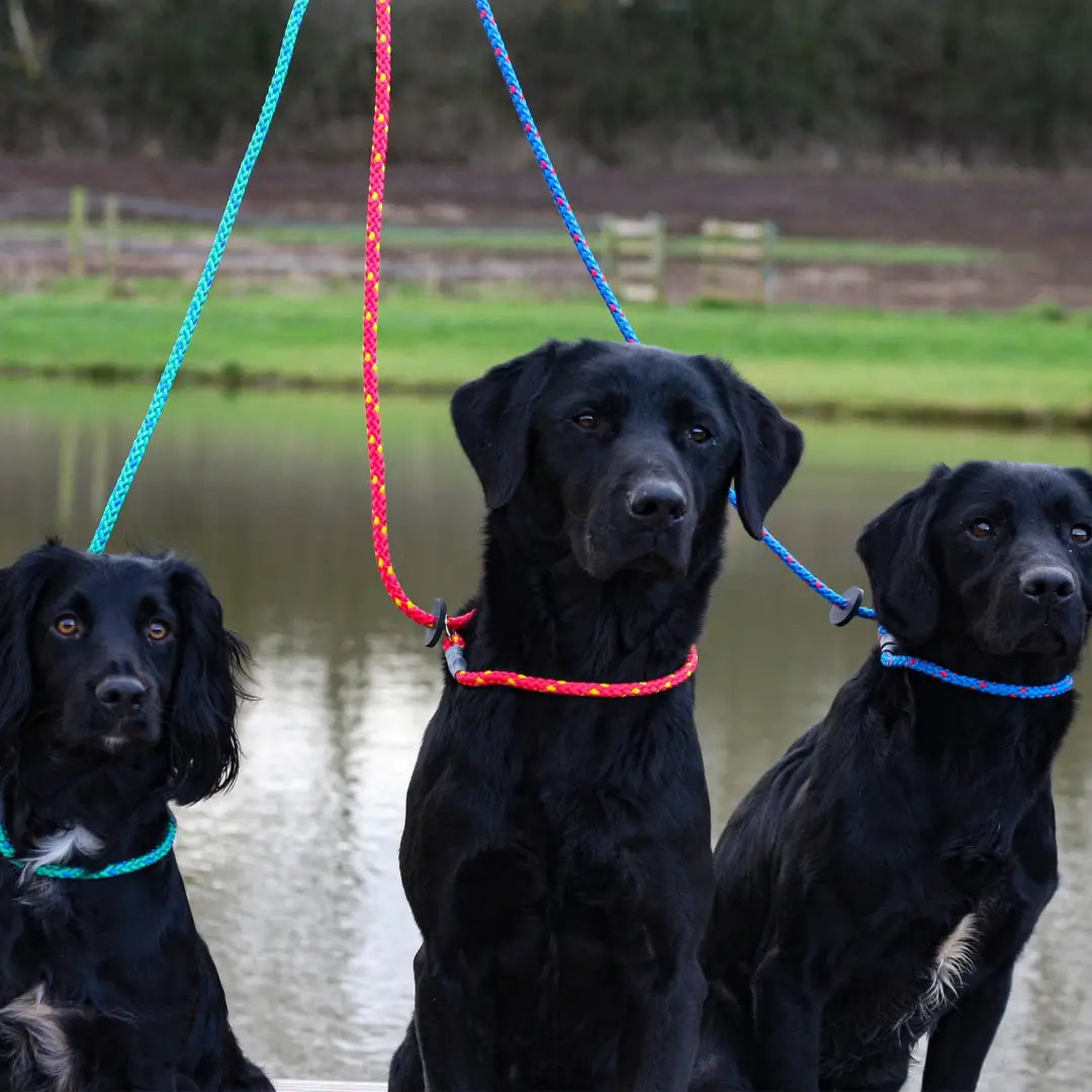 Three black dogs with colorful rope leashes wearing Sporting Saint Gundog Slip Lead