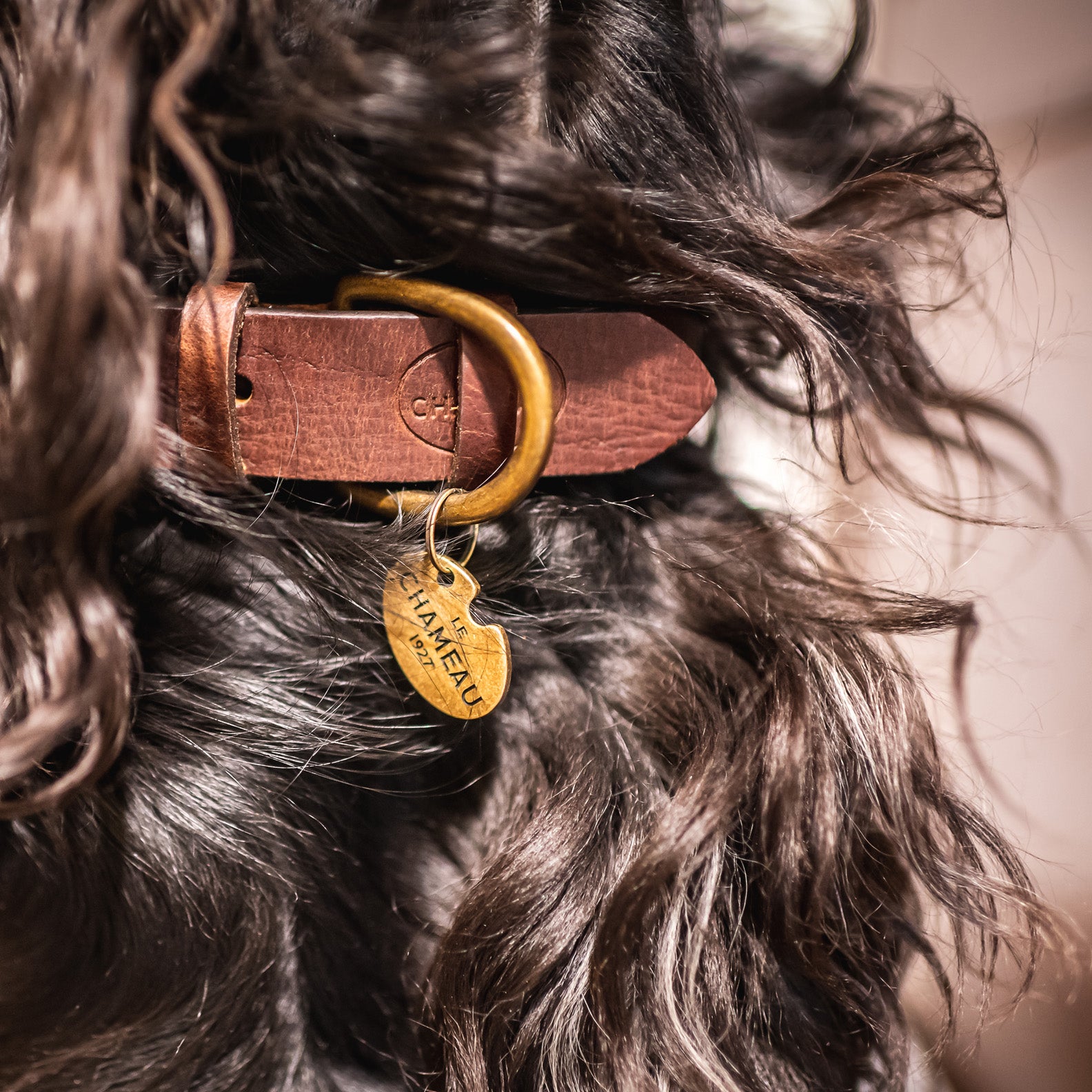 Le-Chameau-Dog-Collar